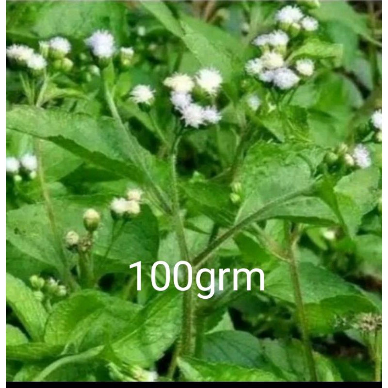 

Daun Bandotan segar 100grm