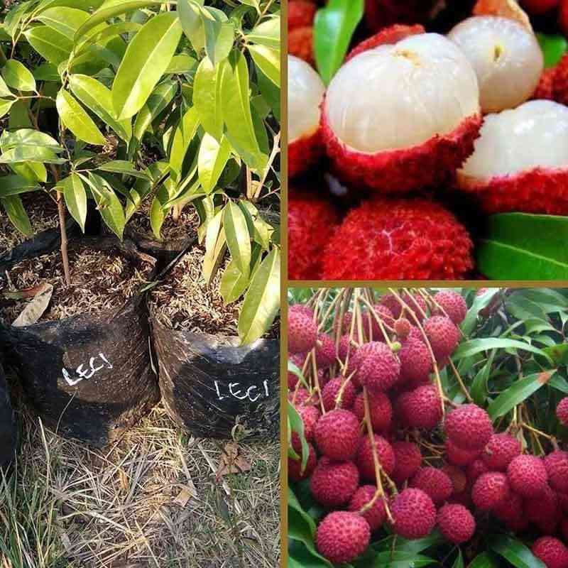 Bibit Leci Merah Manis Cangkok Super Unggul Cepat Berbuah Berbunga