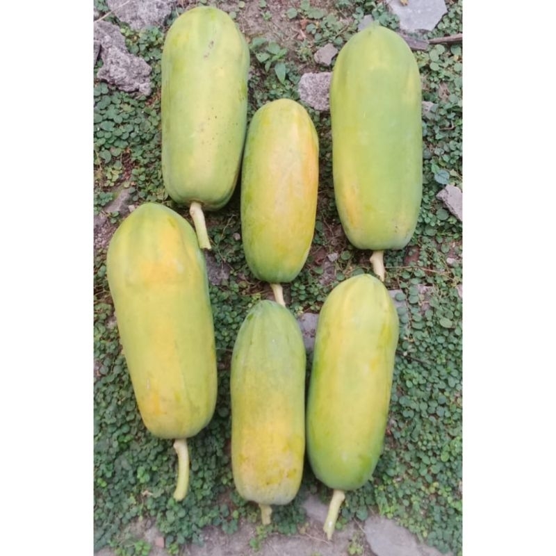 

PEPAYA CALIFORNIA MANIS SEGAR FRESH (1.5-2 kg) PETIK LANGSUNG DARI POHON