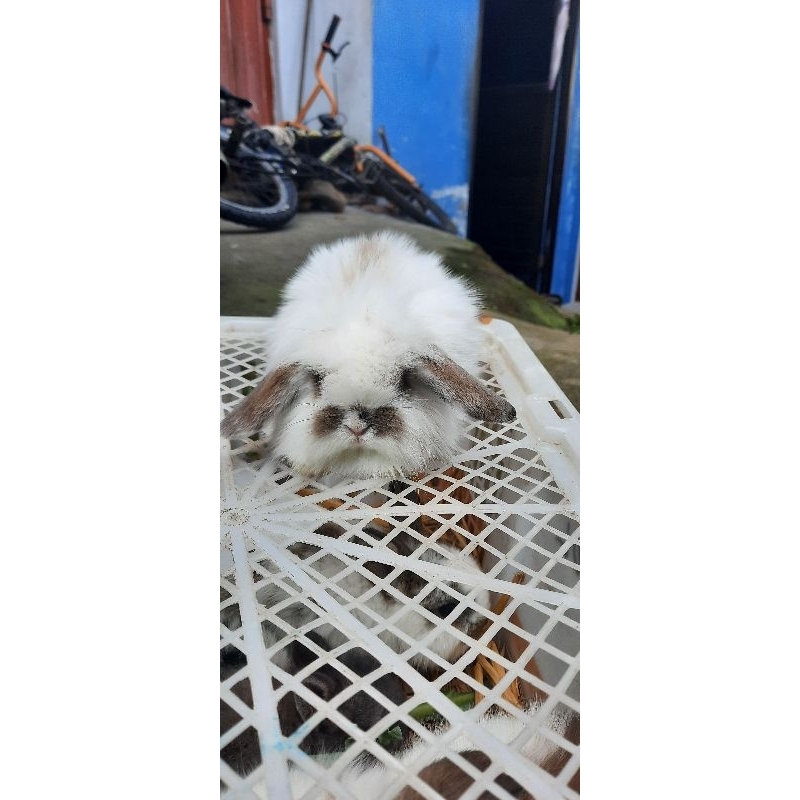 Kelinci Hias Fuzzy Lop
