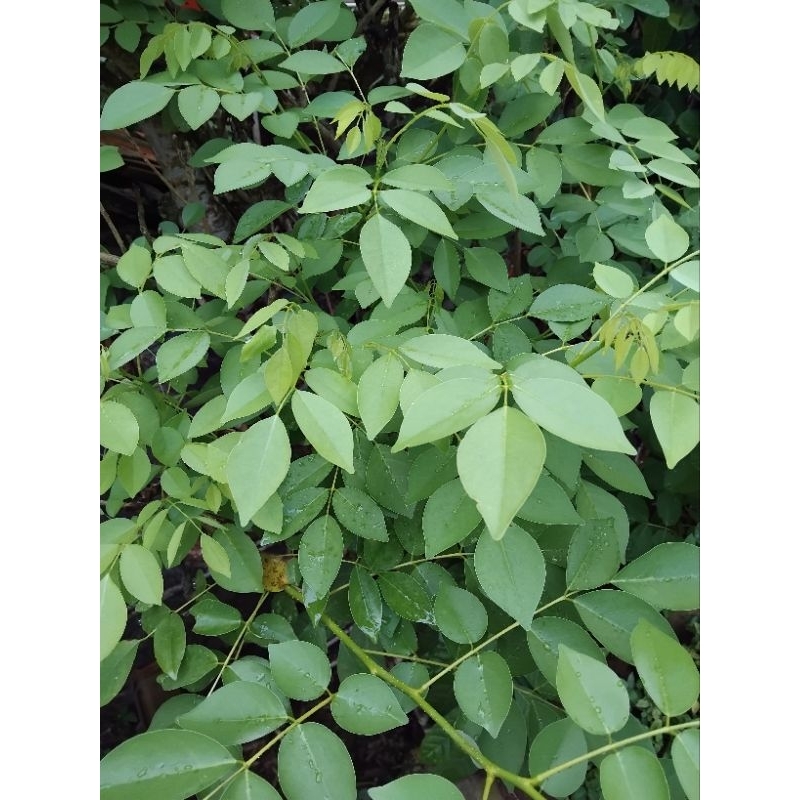 

Daun Gamal kalikiria fresh segar