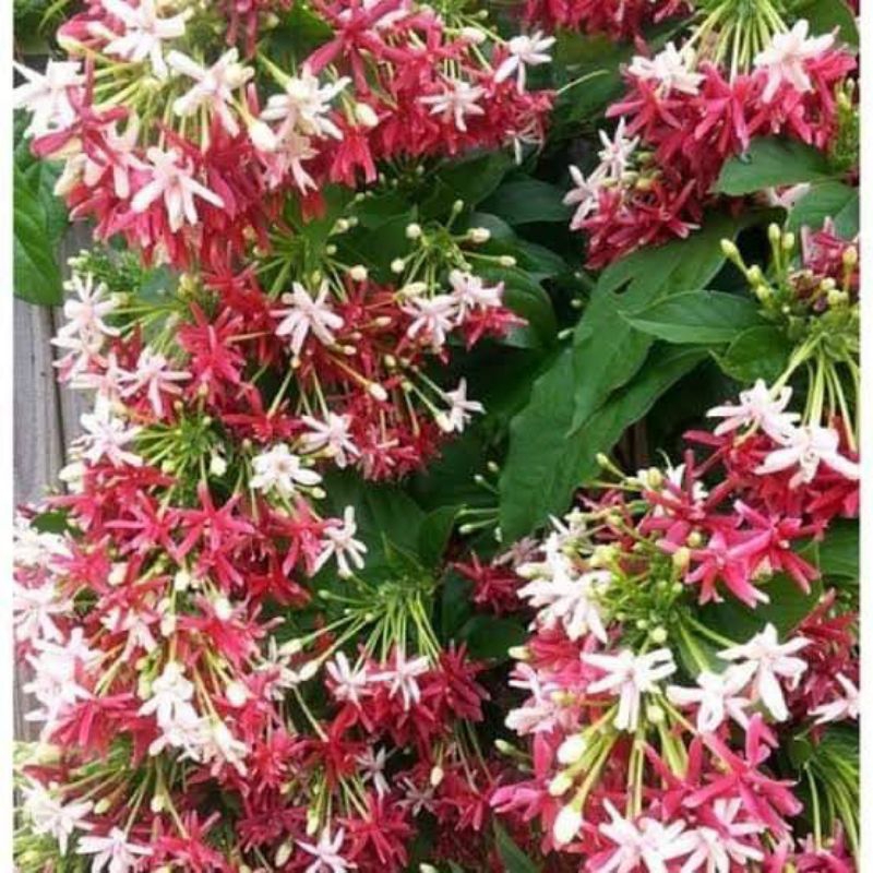 Bibit bunga melati belanda tumpuk super