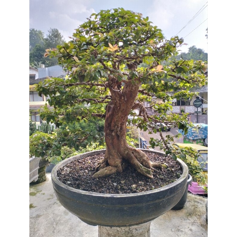 bonsai anggur brazil jadi tinggal pajang prospek