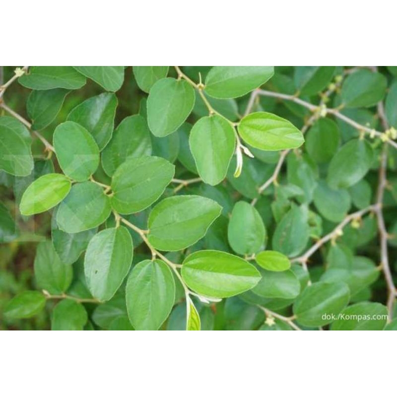 

daun bidara segar