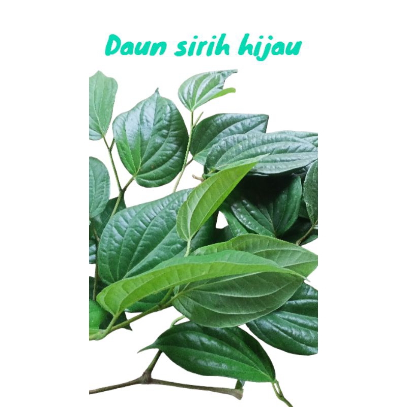 

DAUN SIRIH HIJAU HERBAL SEGARR DAUN SIRIH HERBAL ALAMIAH,10.000 50 LEMBAR