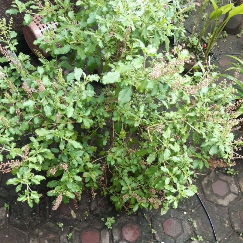 

Daun ruku ruku