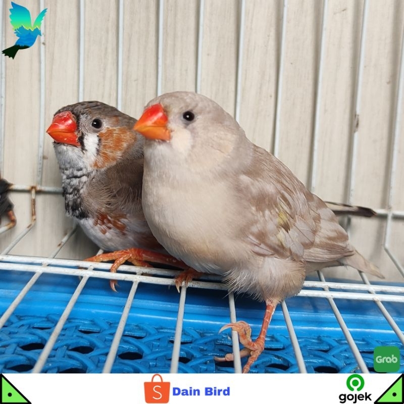 Burung Zebra Finch Medium Siapan Sepasang - BB & White Penguin