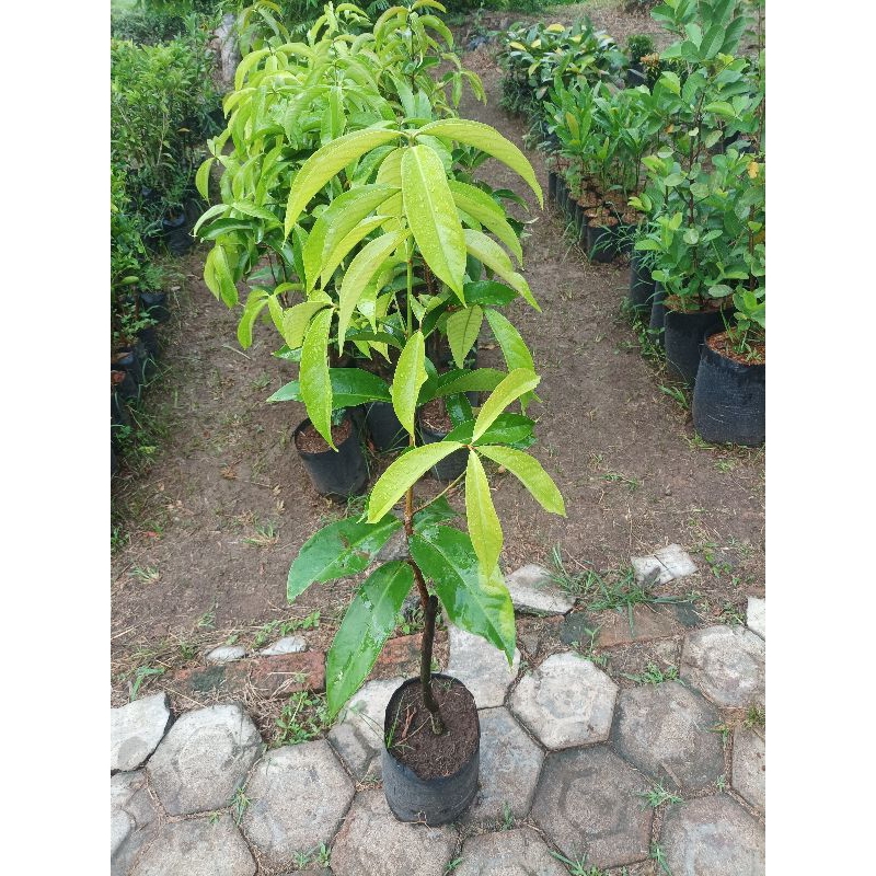 Bibit jambu jamaica || Jambu bol || Jambu dersana