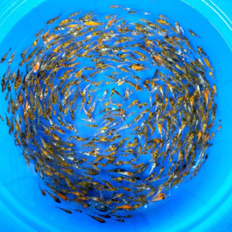 IKAN KOI SANKE BIBIT BLITAR 3 EKOR