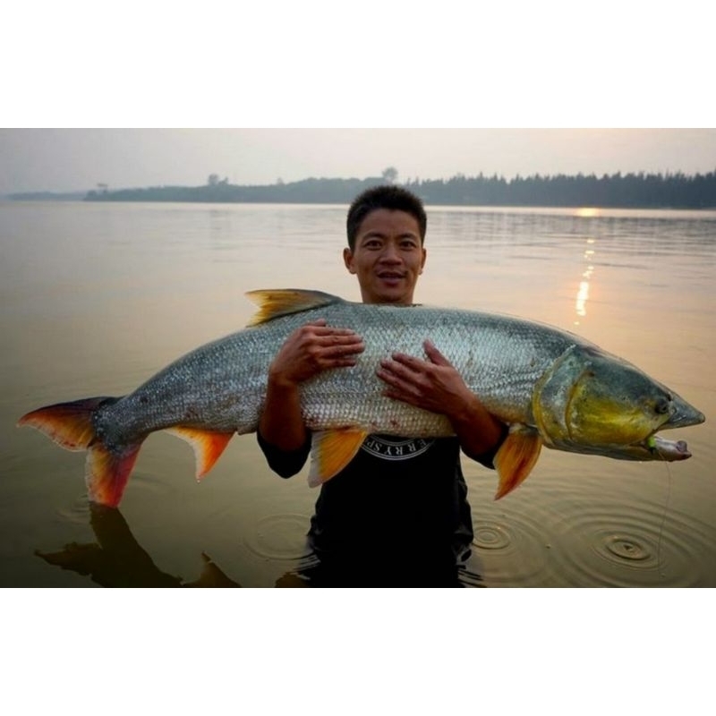 Ikan Bambusa YC size 15 cm