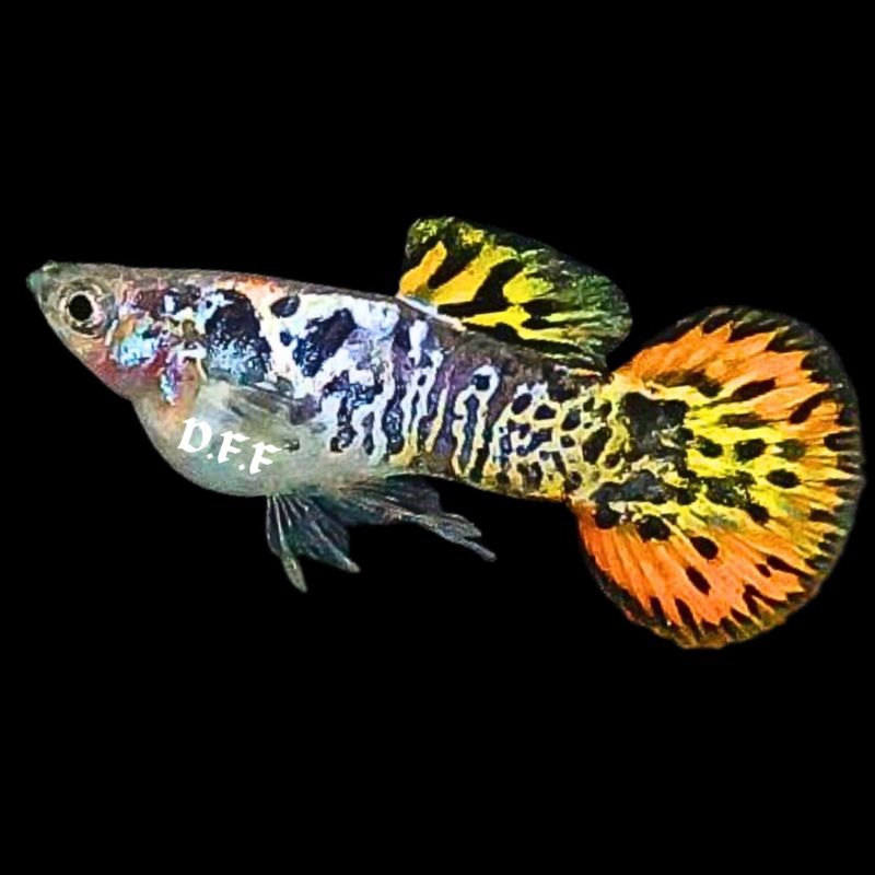 

kardus packing-galaxy yellow sunset round tail