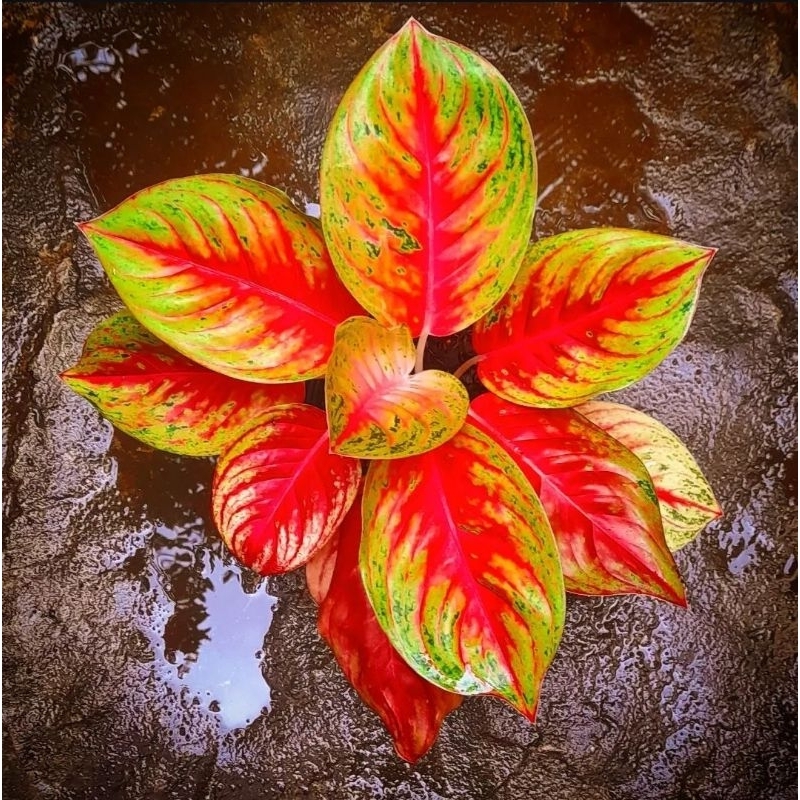 Tanaman Hias Hidup Aglonema ANDINI-Aglonema Cantik Andini Murah 4-5 Daun