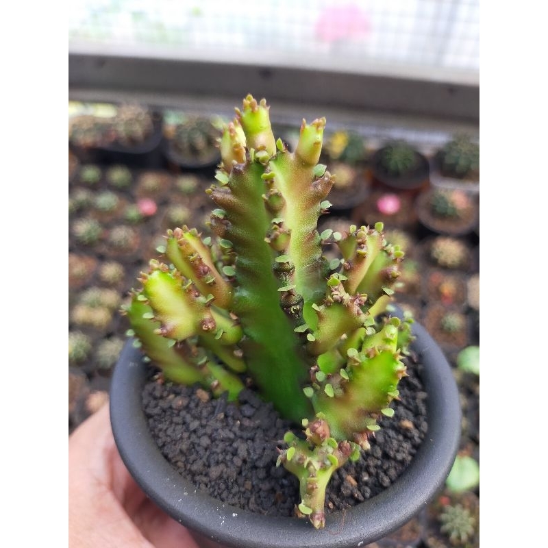 Euphorbia Lactea 'red dragon'