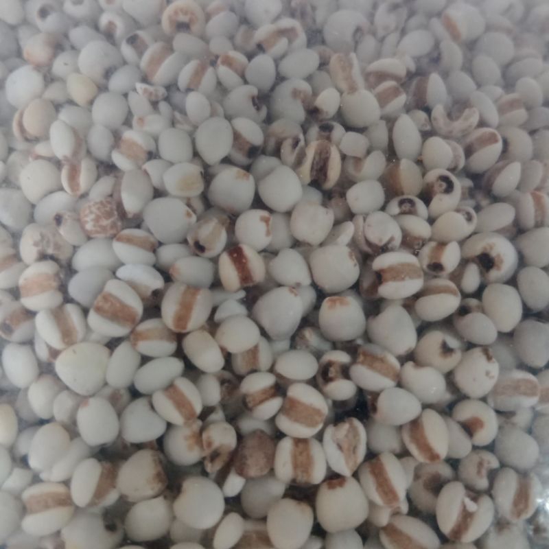 

Jali Jali Super Biji Besar / Pearl Barley