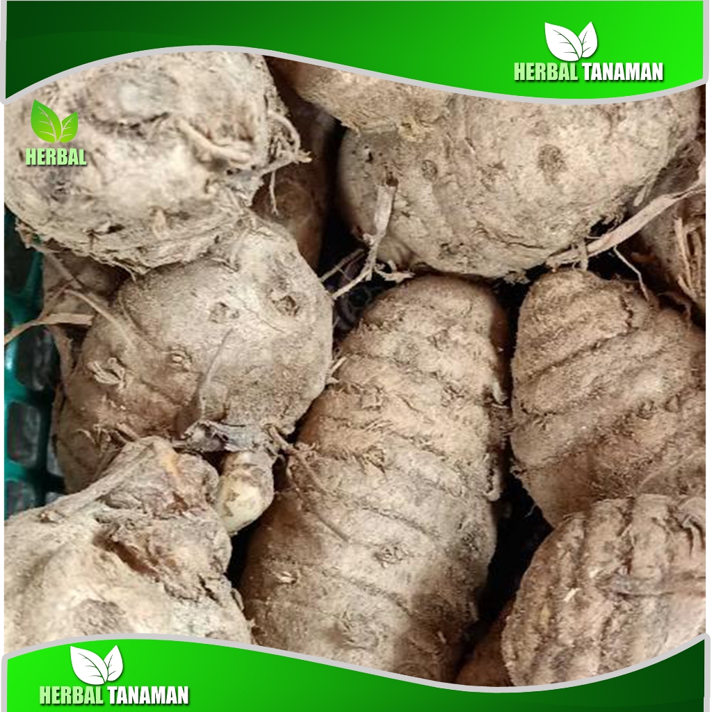 

biang kunyit atau indukan kunyit 1 kg