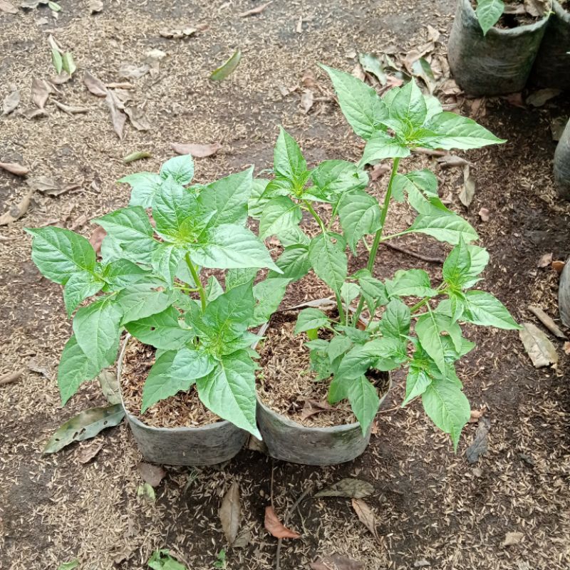 

PAKET 2 CABE CENGEK DOMBA (Datil Pepper)