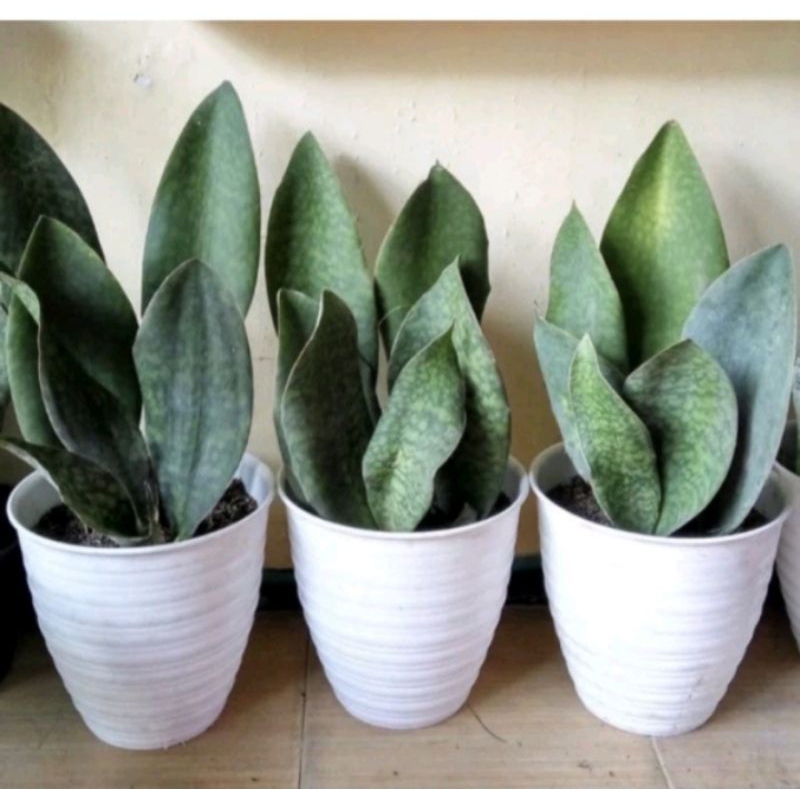 Tanman hias Sansivera centong/ lidah mertua centong