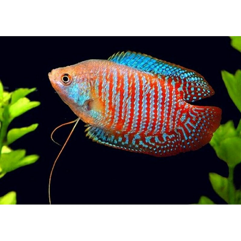 

Sepasang Sepat Alius Merah