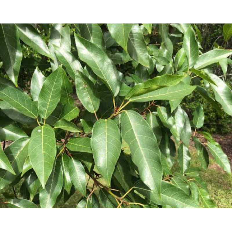

Daun loa segar daun buah ara segar petik langsung 500 gram