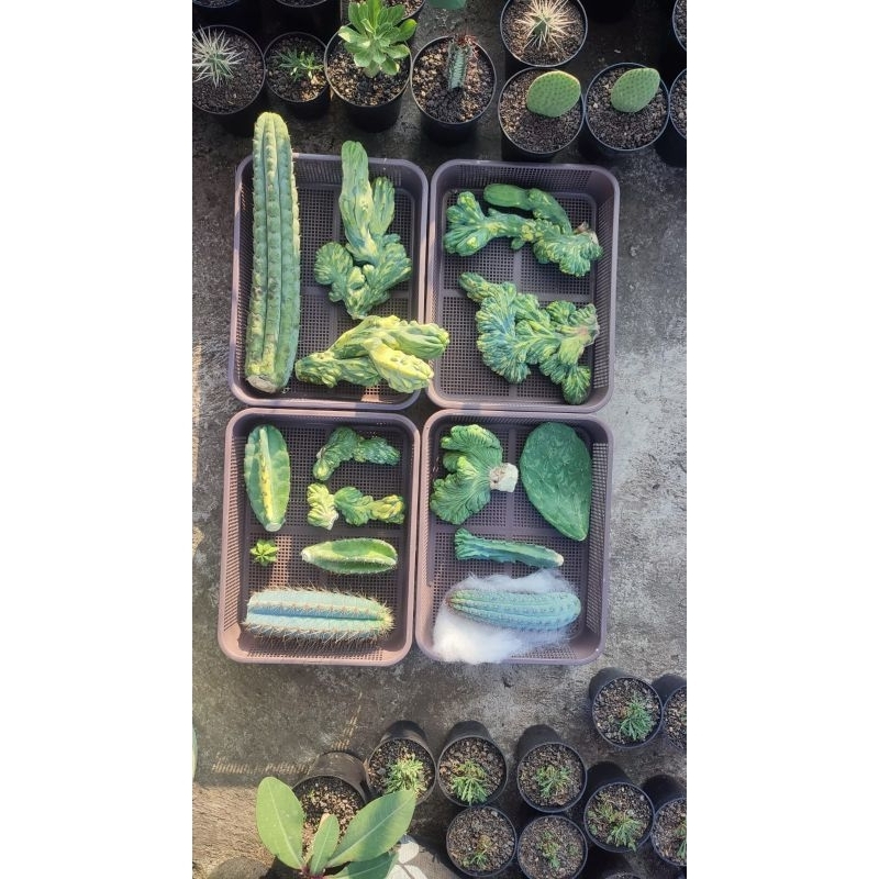 Kaktus Variegata dan No Variegata