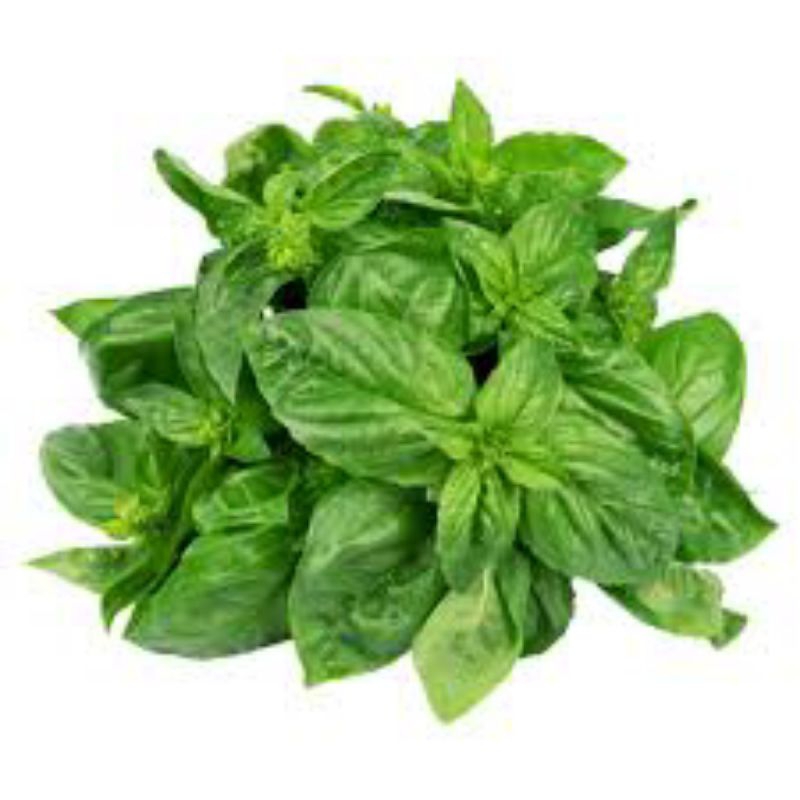

daun basil segar 100gram