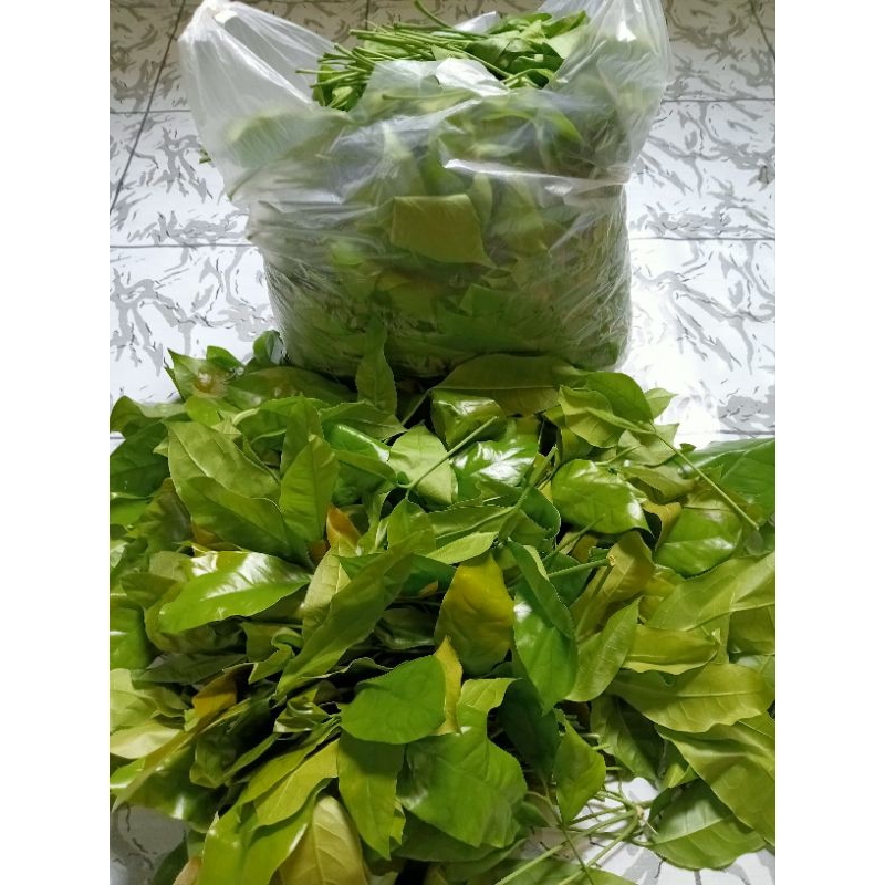

daun melinjo segar 1 kg