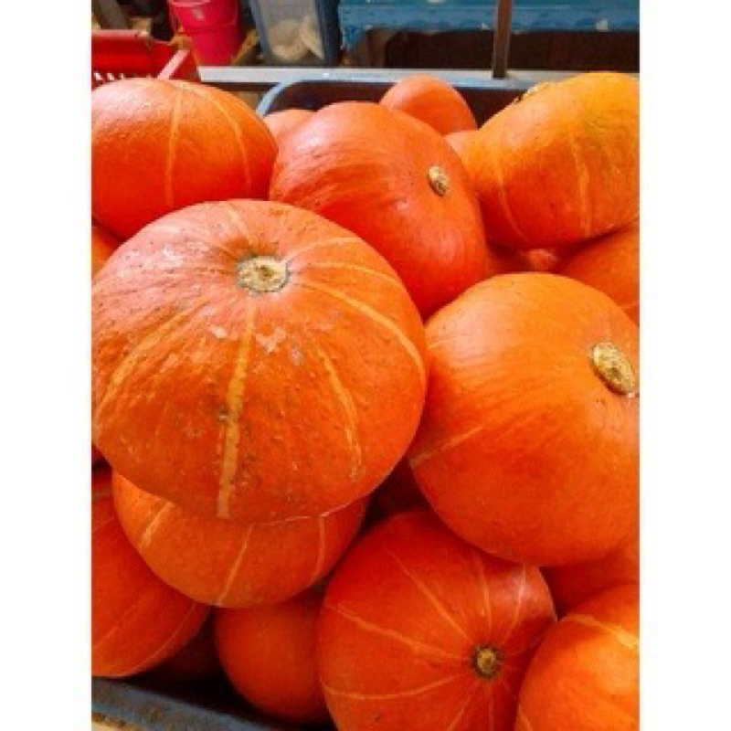 

labu jepang berat atau kabocha 1 kg