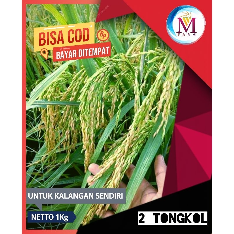 benih padi 2 tongkol kemasan 1kg