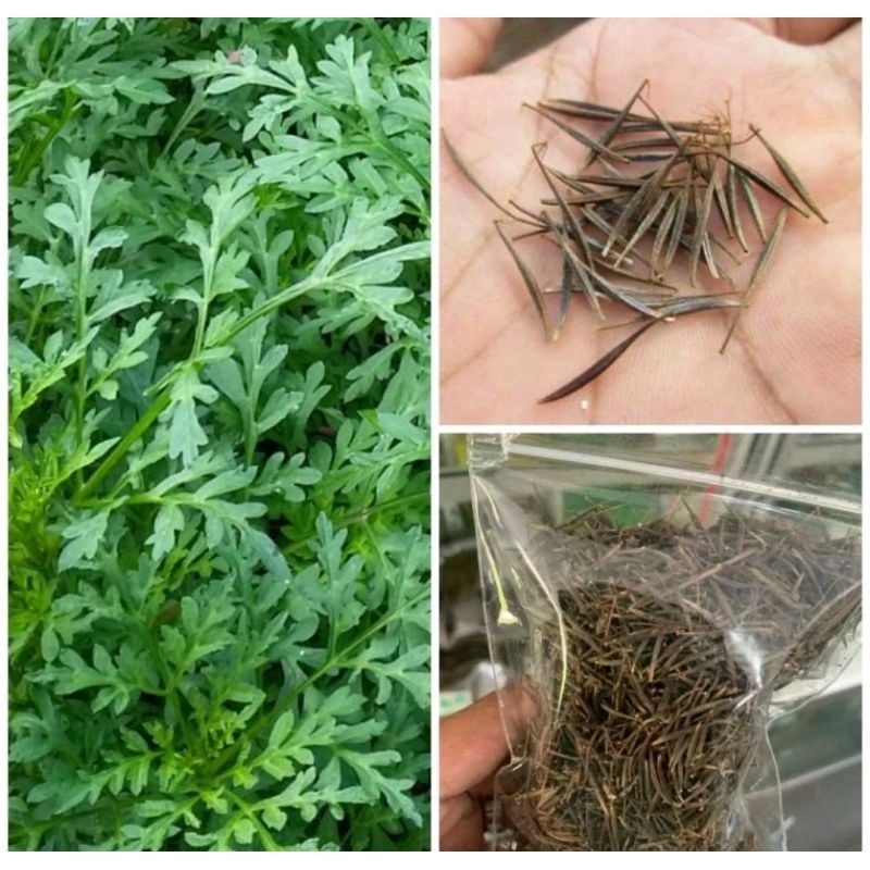 benih kenikir sayur lalapan (bukan tanaman hias) dijamin benih tua harga per bungkus bibit winih win