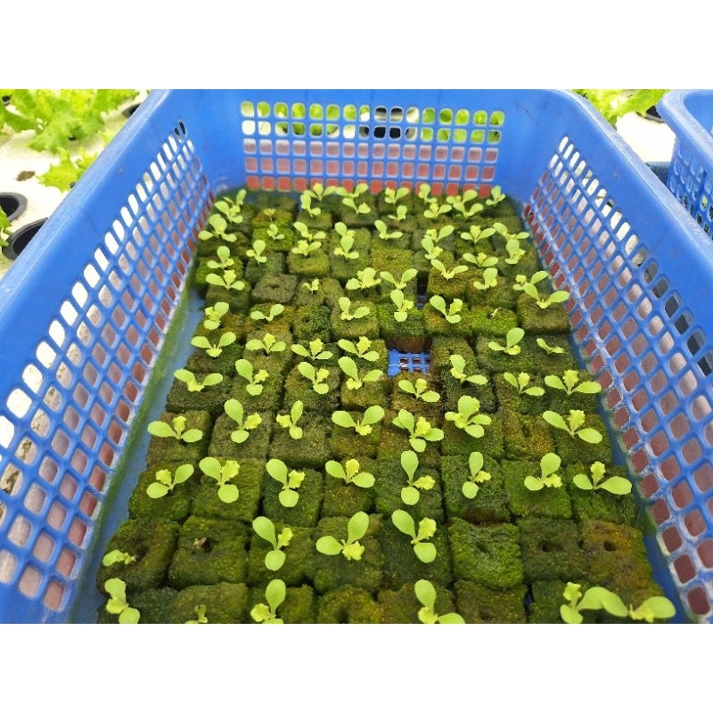 Bibit Hidroponik Siap Pindah