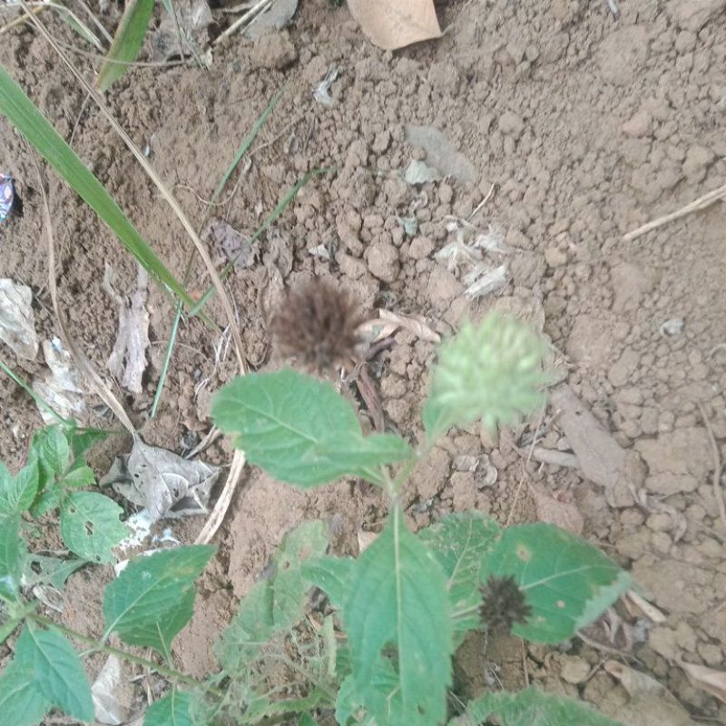 

daun genggeyan (Knop) herbal