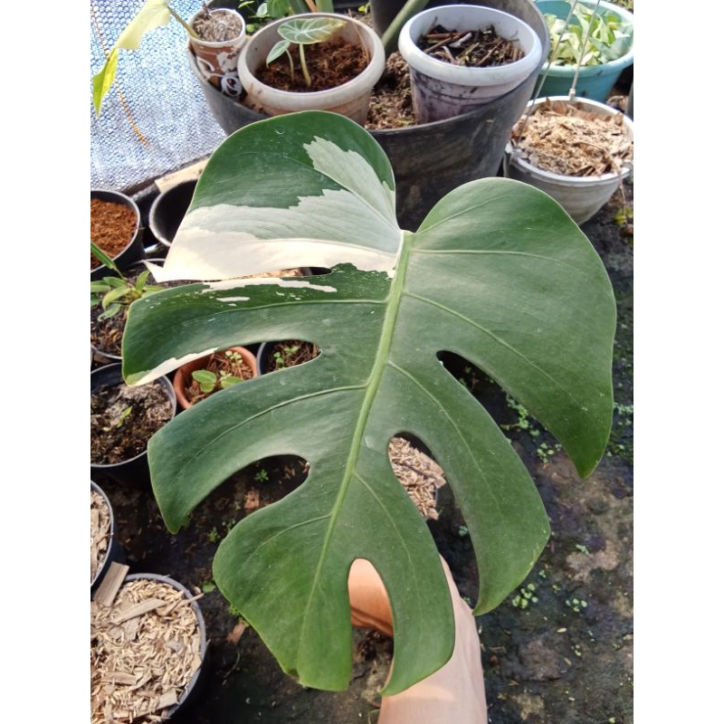 Tanaman Hias Philodendron Monstera Varigata 1 daun original