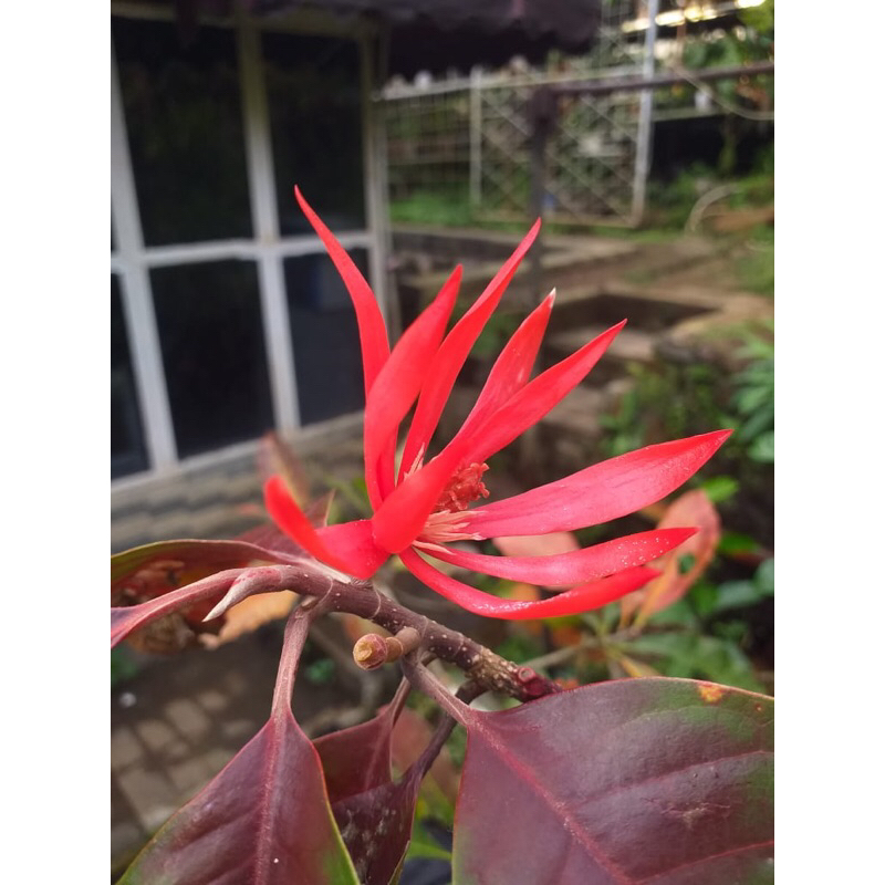 kantil merah asli 100% getah merah daun merah