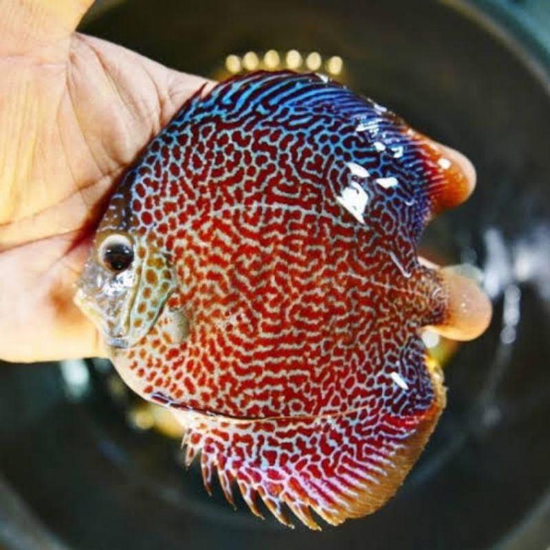 Aksesoris LSS Discus Aquarium