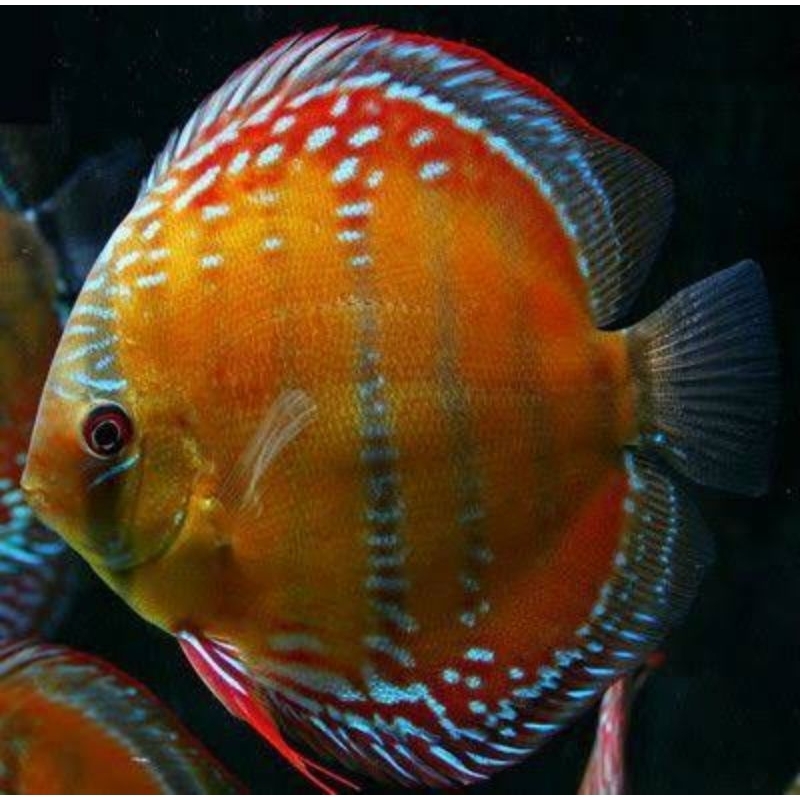 Aksesoris Red Alenquer Discus Aquarium