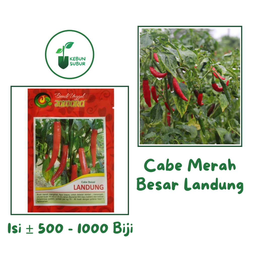 Bibit Cabe Merah Besar Landung - Benih Unggul Tahan Virus Isi Melimpah