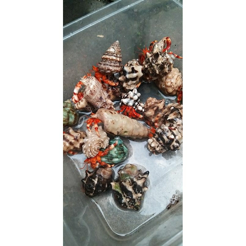 Kelomang strawberry dark perlatus 4pcs
