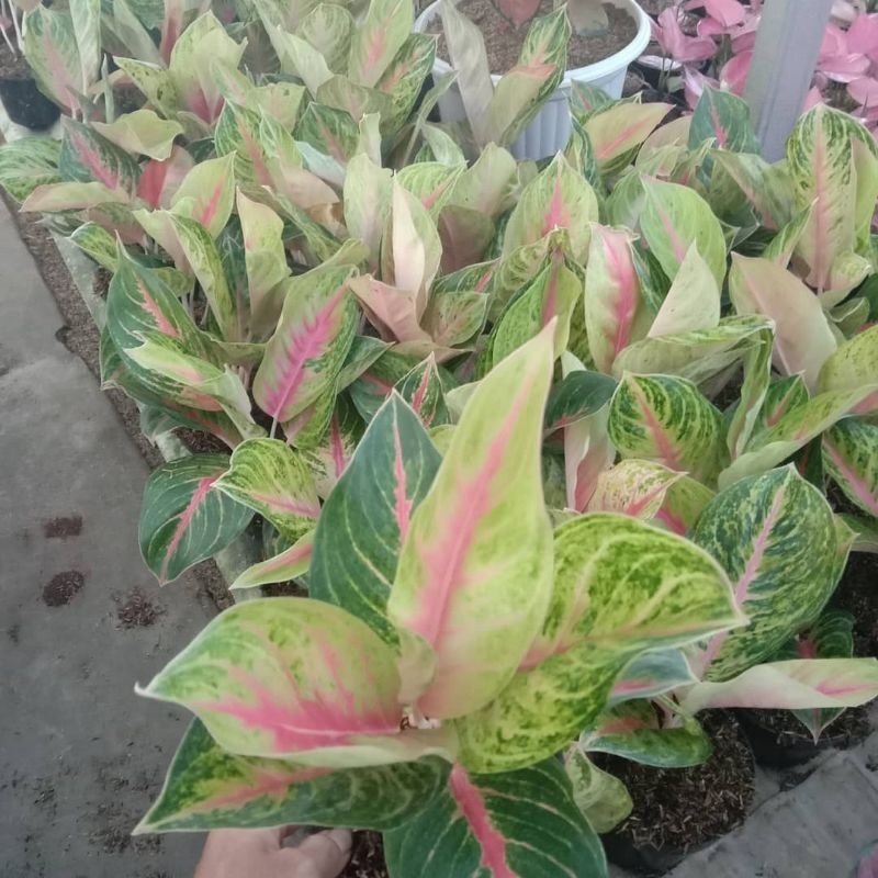 aglonema andini  dewasa