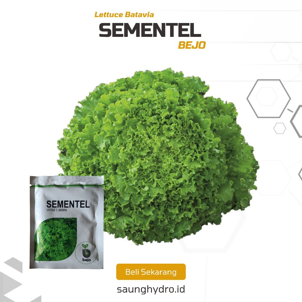 Benih Selada Batavia Sementel Bejo 1000 pills