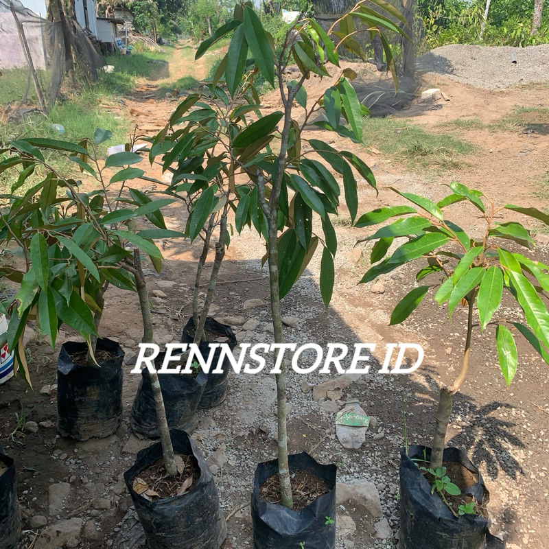 Bibit Durian Musangking / Bawor / Ochee Duri Hitam Indukan Batang Besar