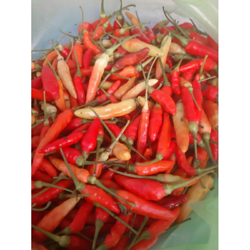 

Cabe Rawit Merah 250gr