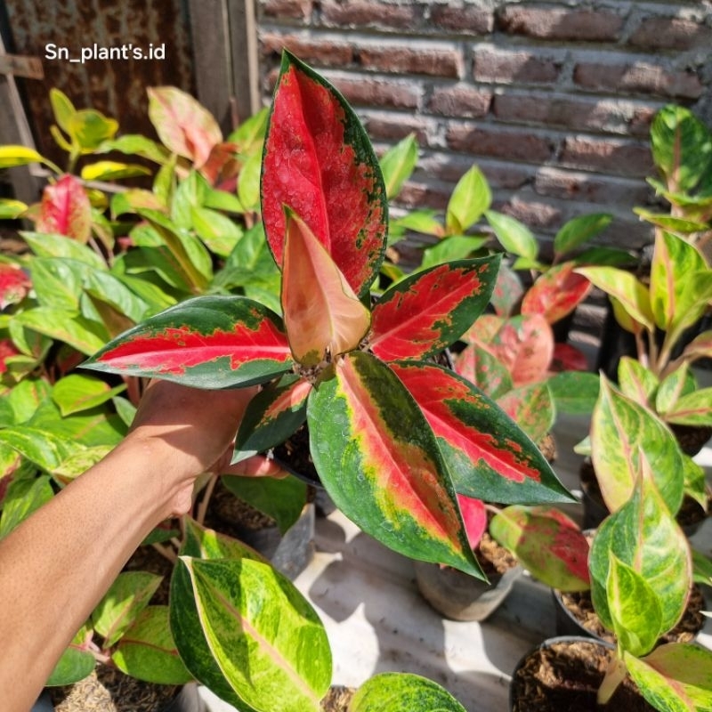 tanaman hias aglonema kochin hello kitty remaja.(tanian lokal)