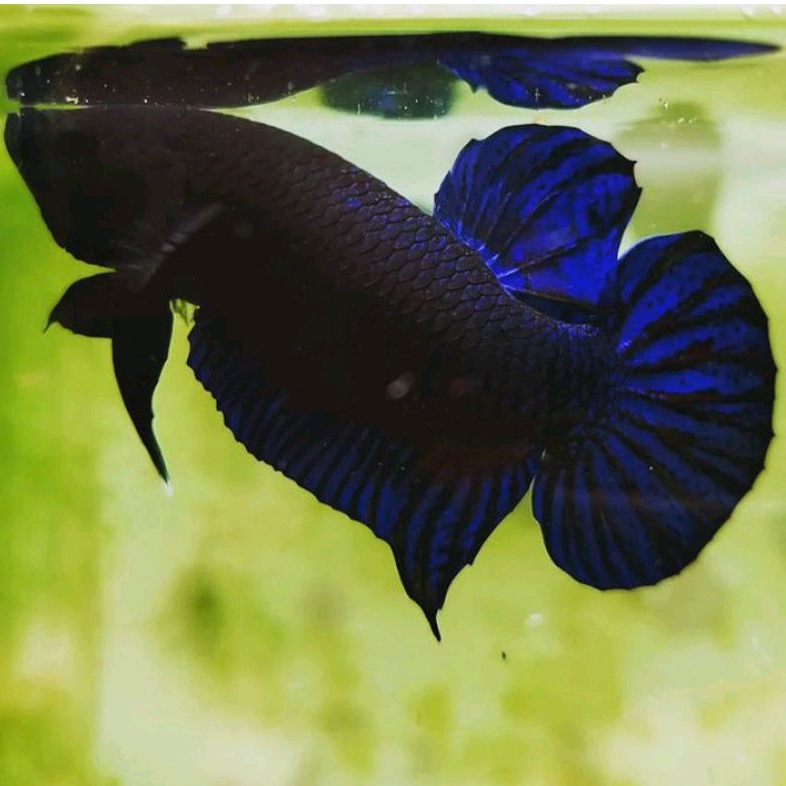 Ikan Cupang Aduan Import New Sakai Fighter Original Rawatan Siap Tempur