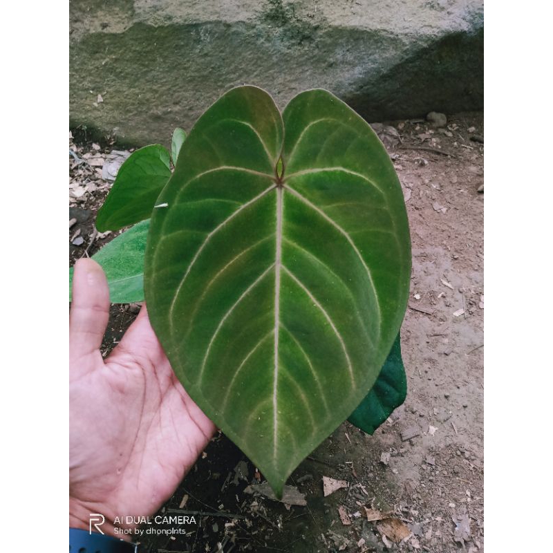 anthurium hoffmani