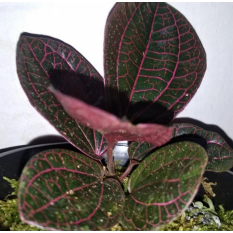 viper red borneo