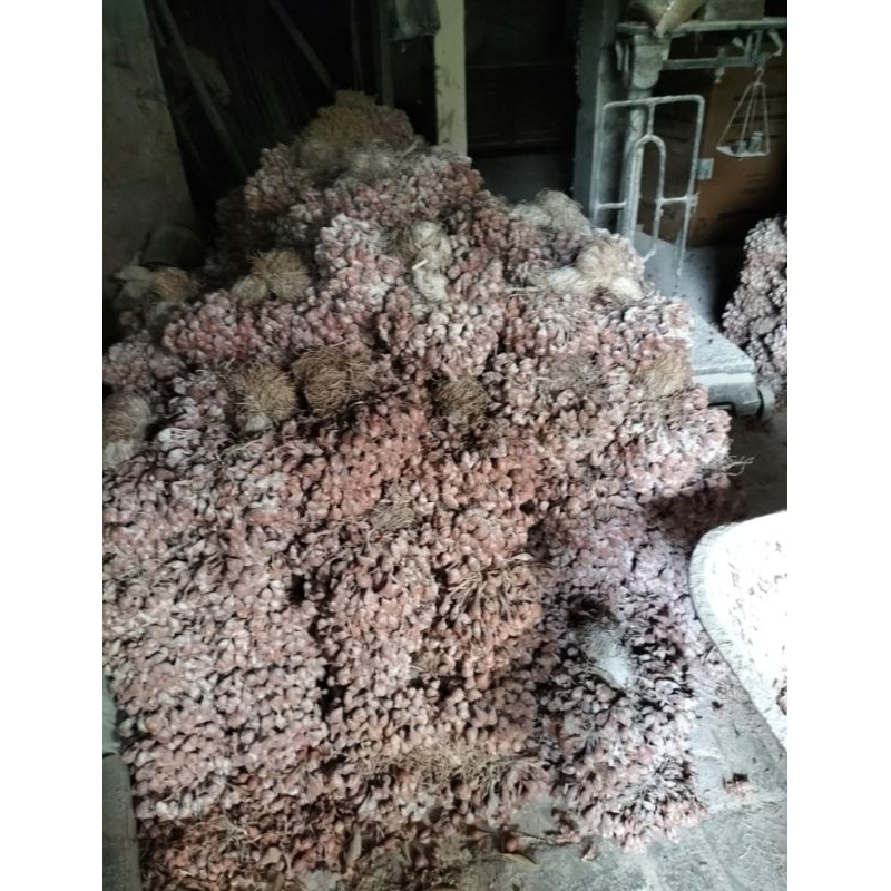 

[SIAP TANAM] BIBIT BAWANG MERAH PREMIUM TAJUK ASLI NGANJUK 5 BULAN. PER KG