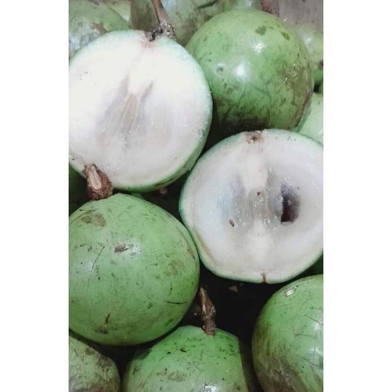 bibit kenitu/sawo hijau