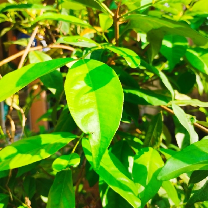 

daun salam segar dipetik langsung dari pohon per 100 lembar