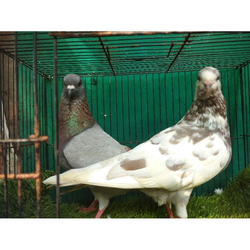 merpati sepasang Giring keras