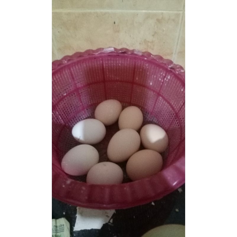 

TELUR AYAM KAMPUNG SUPER /TELUR FERTIL